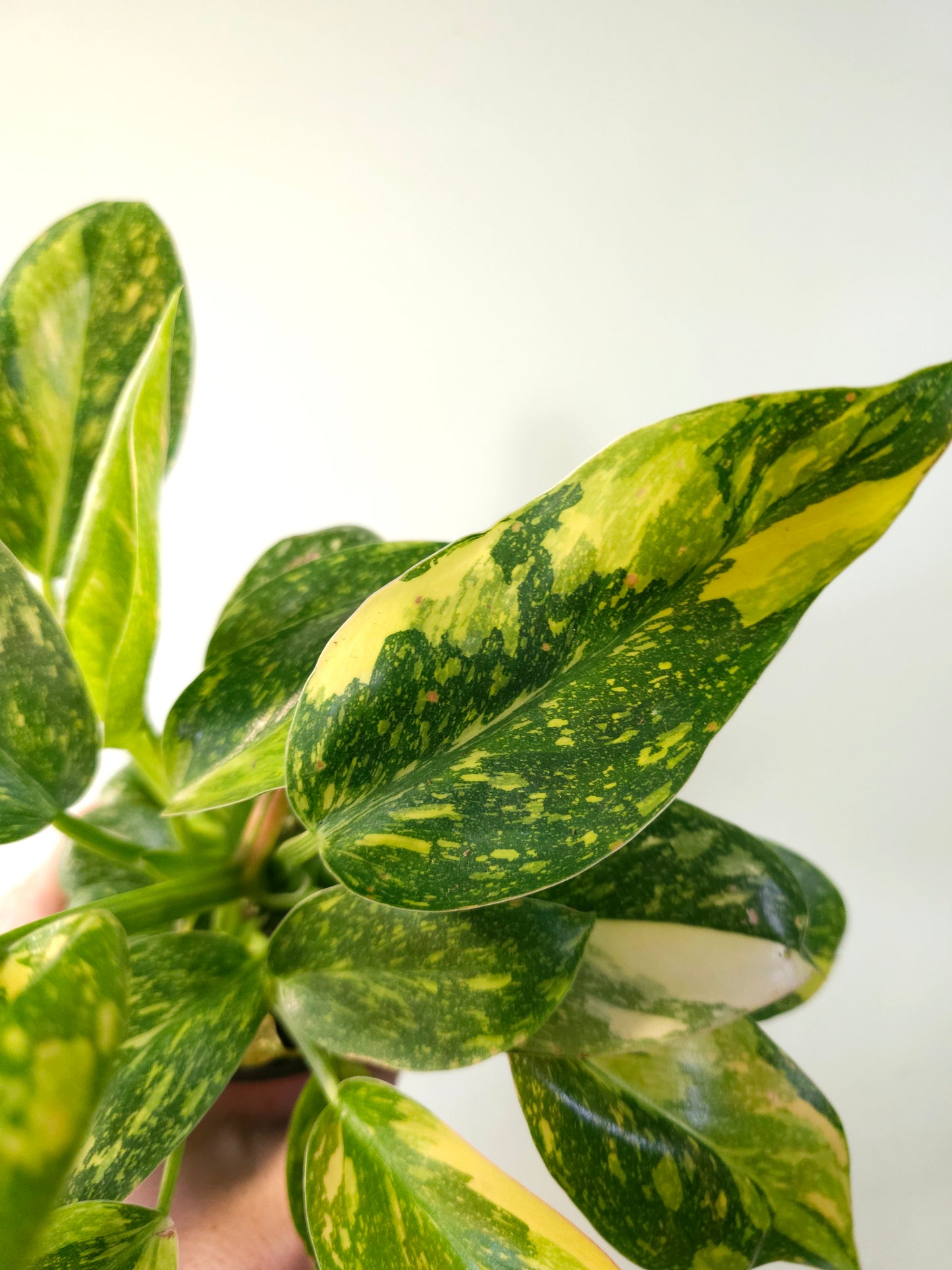 Philodendron Green Congo 'Nuclear' 4"