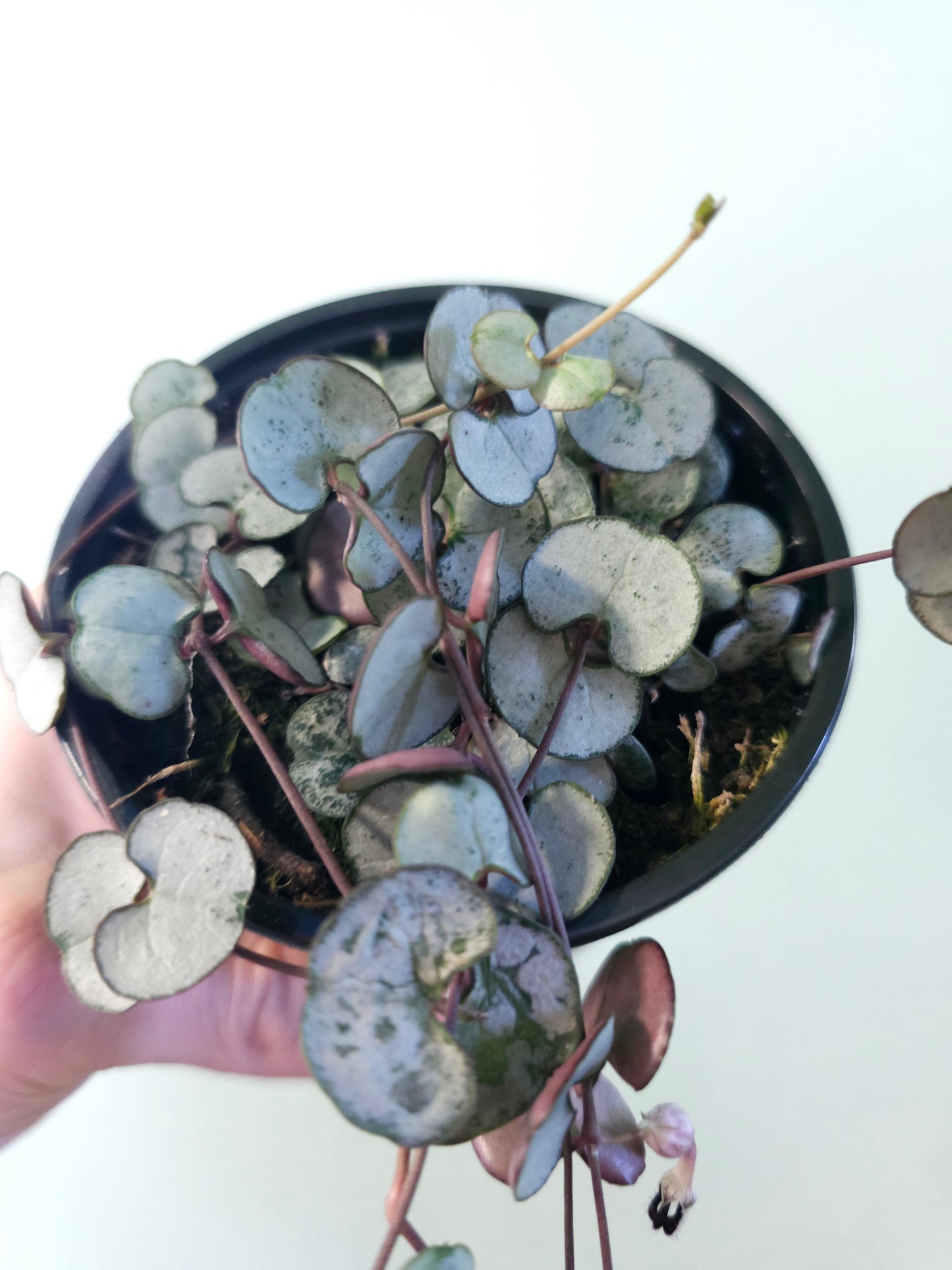 Ceropegia woodii 'Silver Glory' String of Hearts 4"