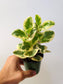 Peperomia obtusifolia 'Citrus Twist' 3.5"