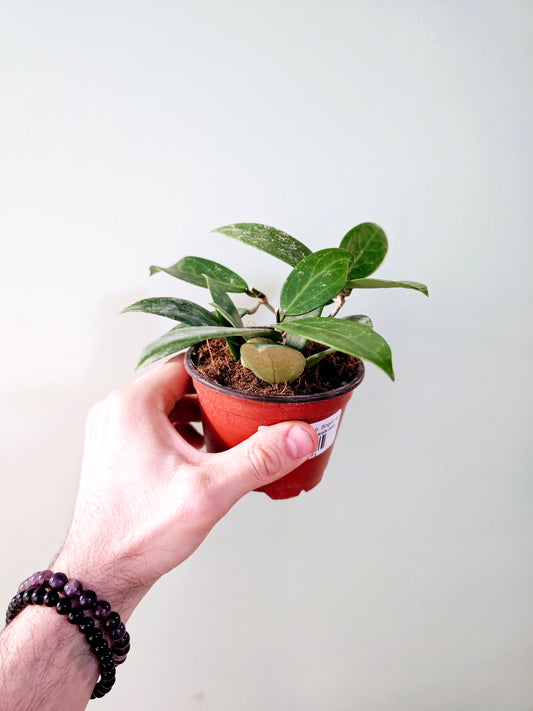 Hoya verticillata sp. Bogor 4"