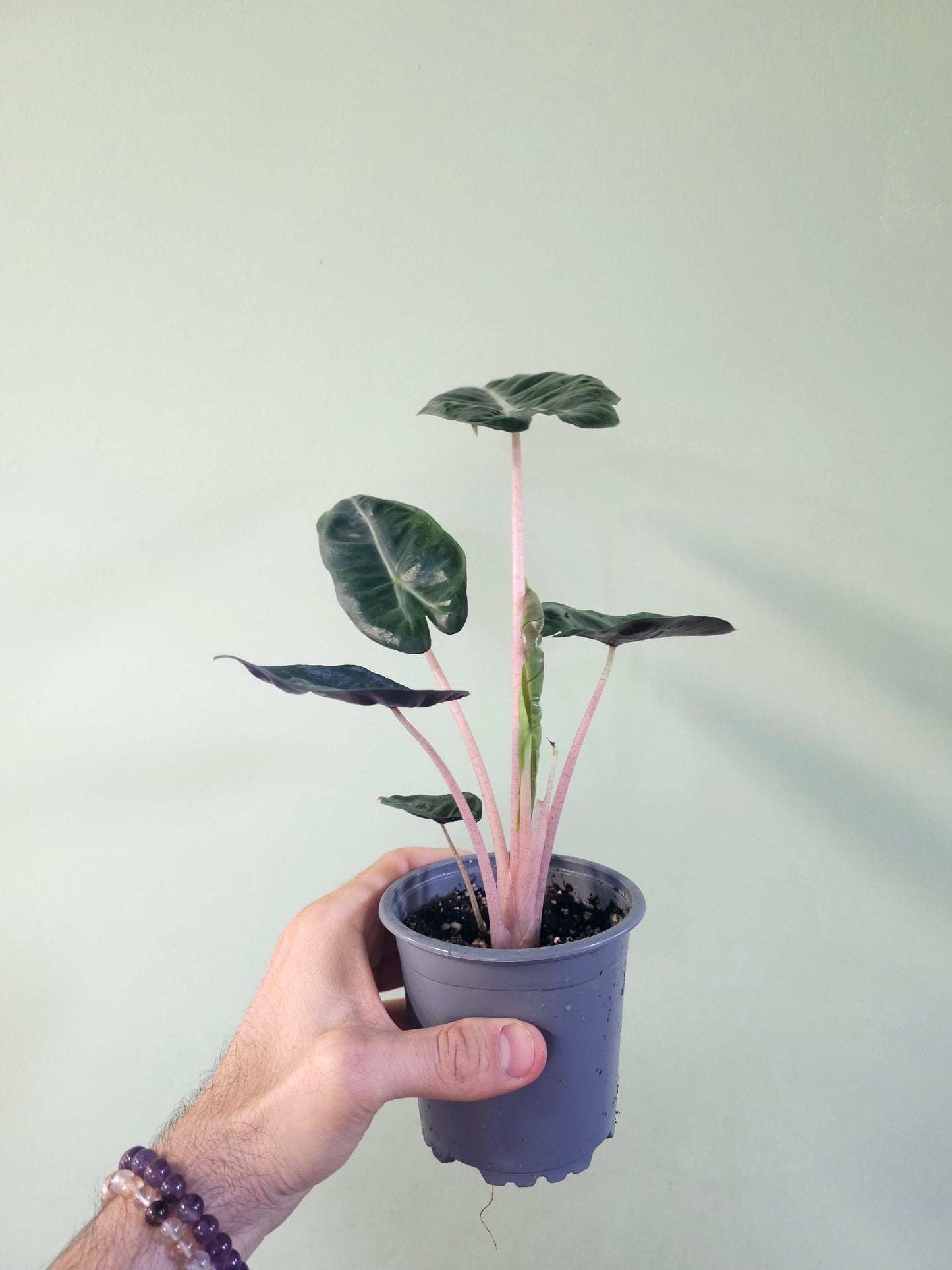 Alocasia 'Pink Dragon' 4"
