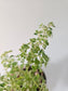 Pilea microphylla 'Variegata' Tricolor Artillery/Confetti Fern 4"