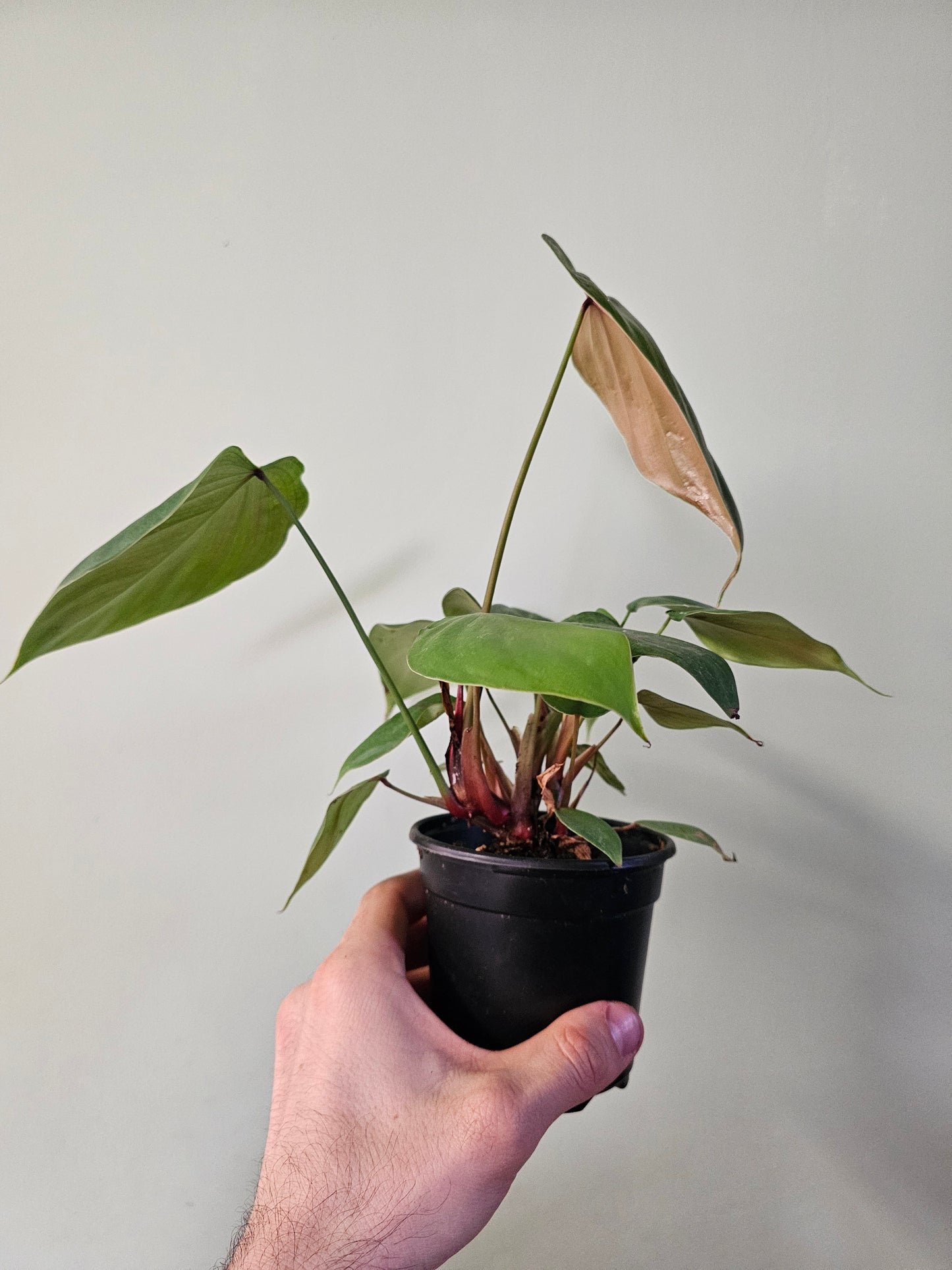 Philodendron lynamii 4"