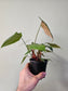 Philodendron lynamii 4"