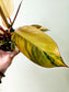 Philodendron 'Rojo Congo' Variegated 4"