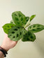 Maranta leuconeura 'Kerchoveana' 2"