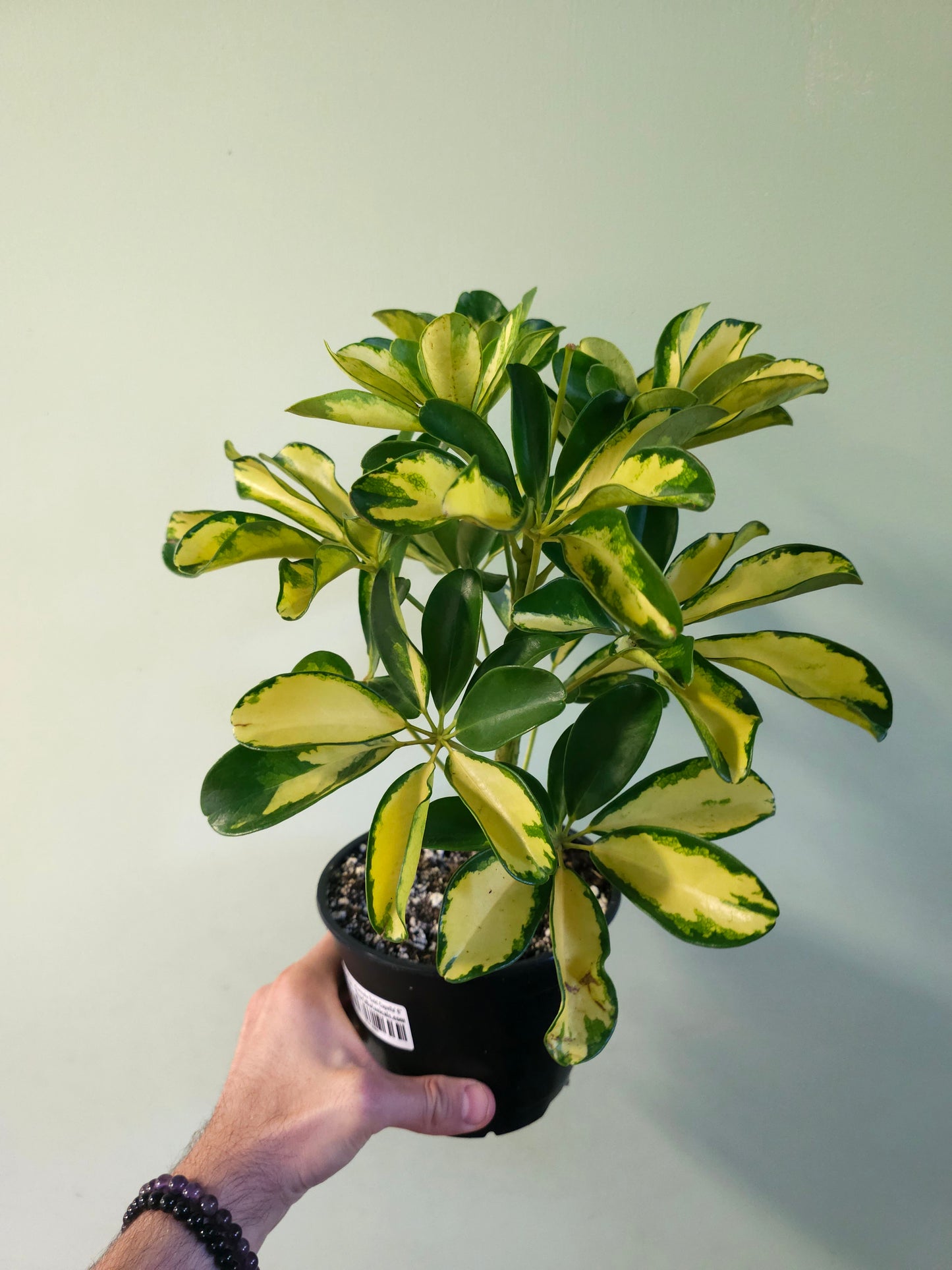 Schefflera arboricola 'Gold Capella' 6"