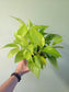 Epipremnum aureum 'Neon' Pothos 6”