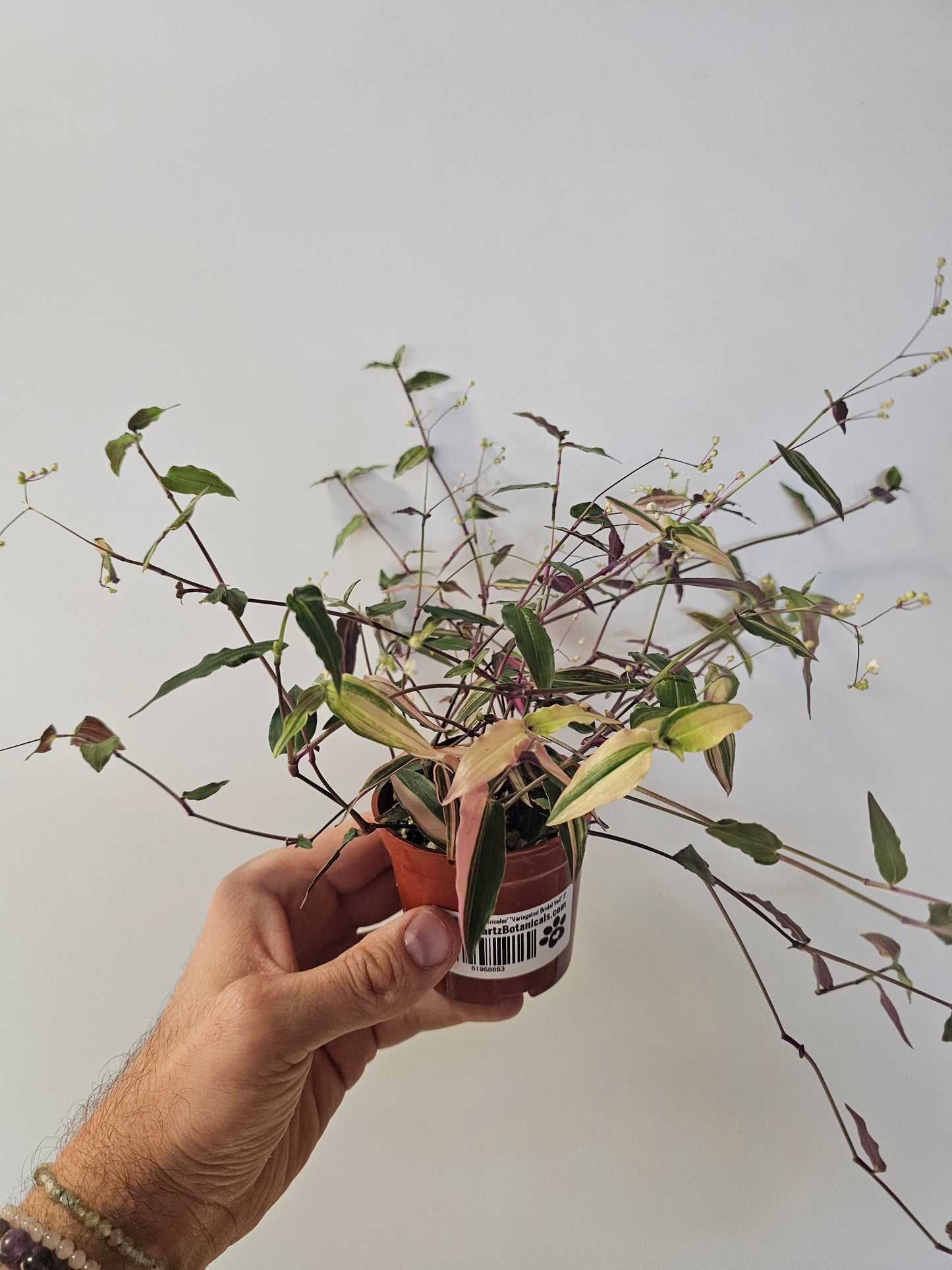 Gibasis pellucida 'Tricolor' "Variegated Bridal Veil" 3"