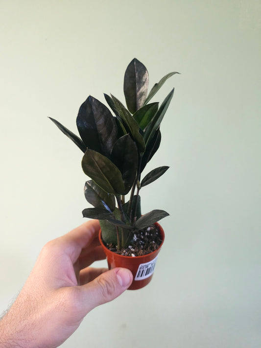 Zamioculcas zamiifolia 'Oscura' Black ZZ 3"