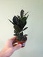 Zamioculcas zamiifolia 'Oscura' Black ZZ 3"