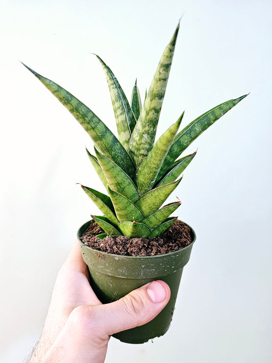 Sansevieria 'Green Tower' 4"