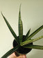 Sansevieria 'Pineapple' 3.5"