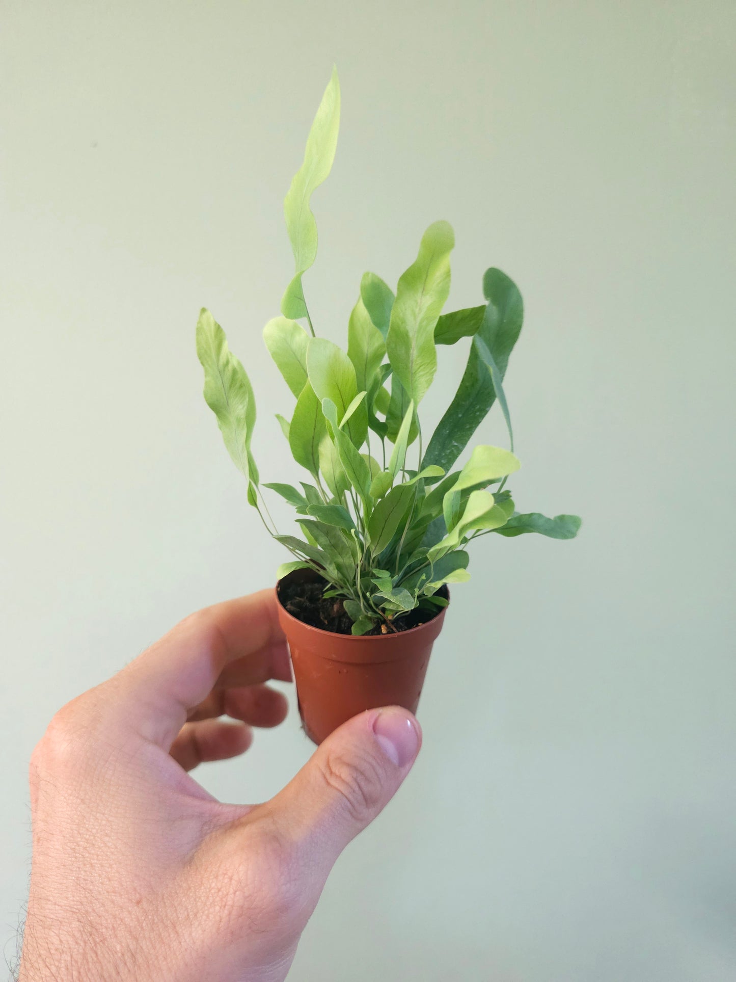 Phlebodium aureum "Blue Star Fern" 2"