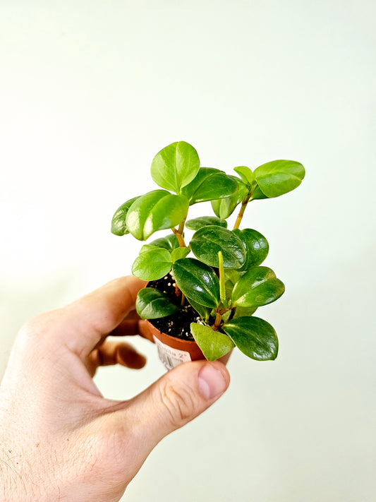 Peperomia glabella 2"