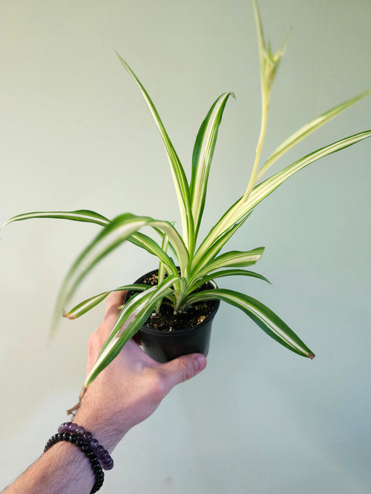 Chlorophytum comosum 'Vittatum' Spider Plant 4"