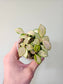 Hoya heuschkeliana Variegated 3"