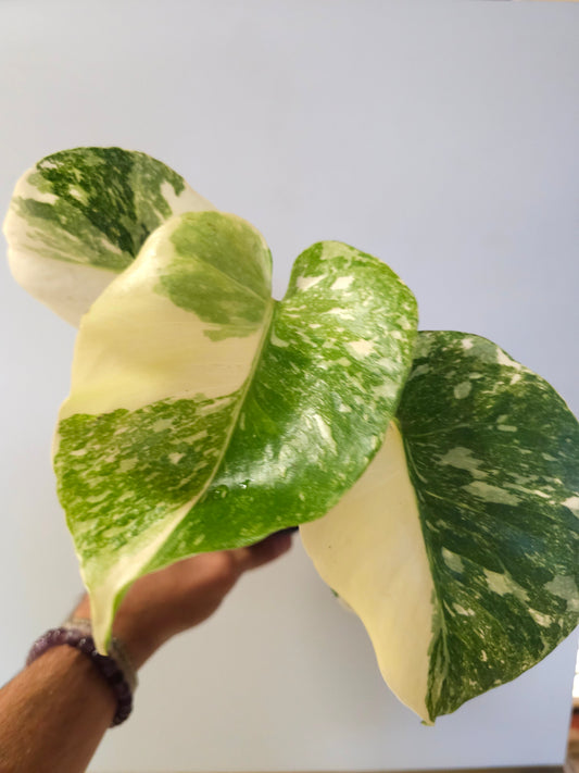 Monstera deliciosa 'Crème Brûlée' 4"