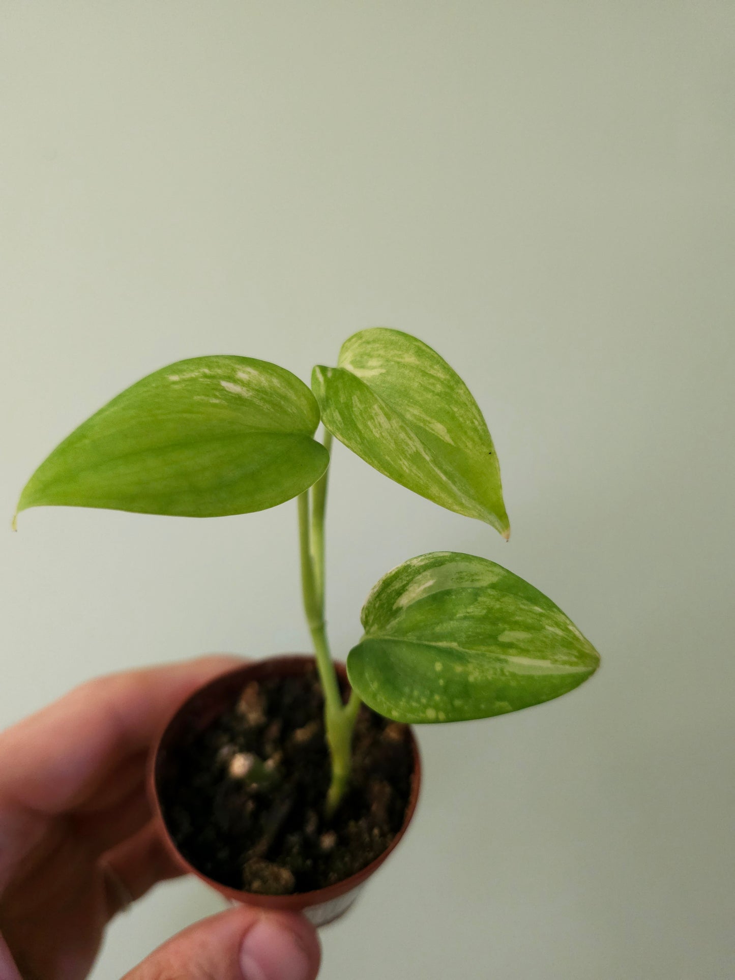 Scindapsus hederaceus 'Blue Albo' 2"