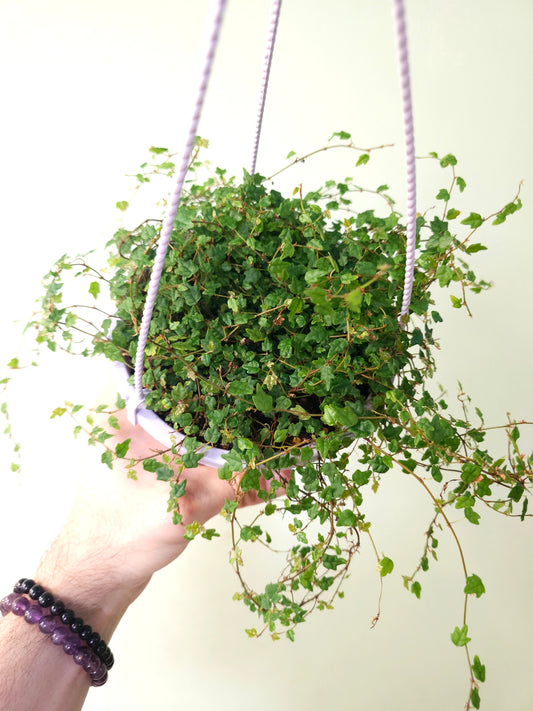Ficus pumila 'Quercifolia' "String of Frogs" 6" HB