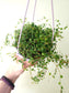 Ficus pumila 'Quercifolia' "String of Frogs" 6" HB