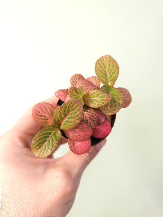 Fittonia albivenis 'Strawberry Blossom' Nerve Plant 2"