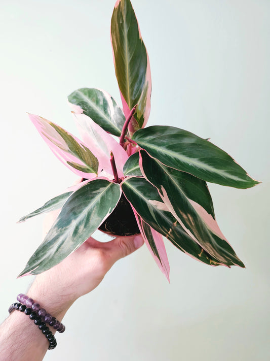 Stromanthe sanguinea 'Triostar' 4"