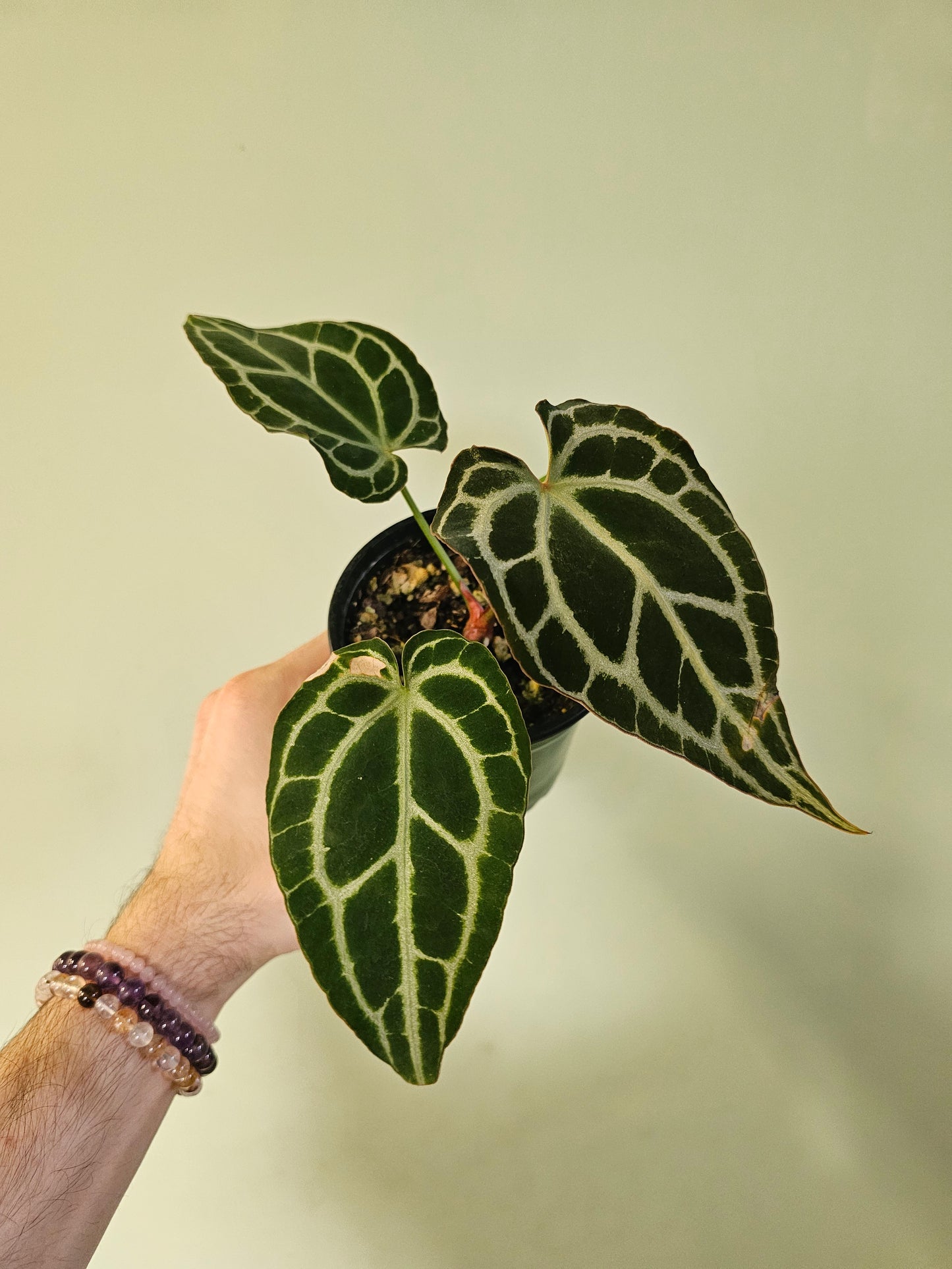 Anthurium crystallinum 'Silver' 4"