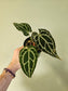 Anthurium crystallinum 'Silver' 4"