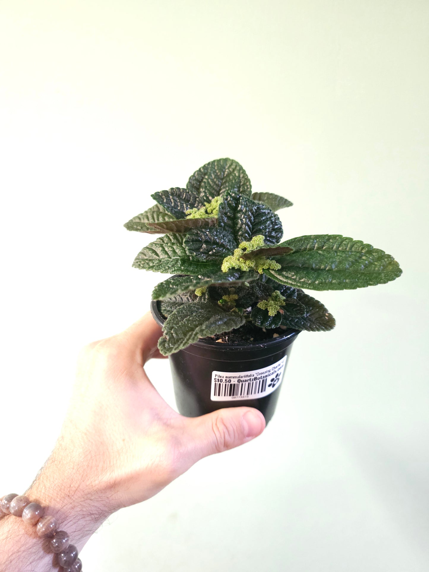 Pilea nummulariifolia "Creeping Charlie" 4"