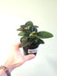 Pilea nummulariifolia "Creeping Charlie" 4"
