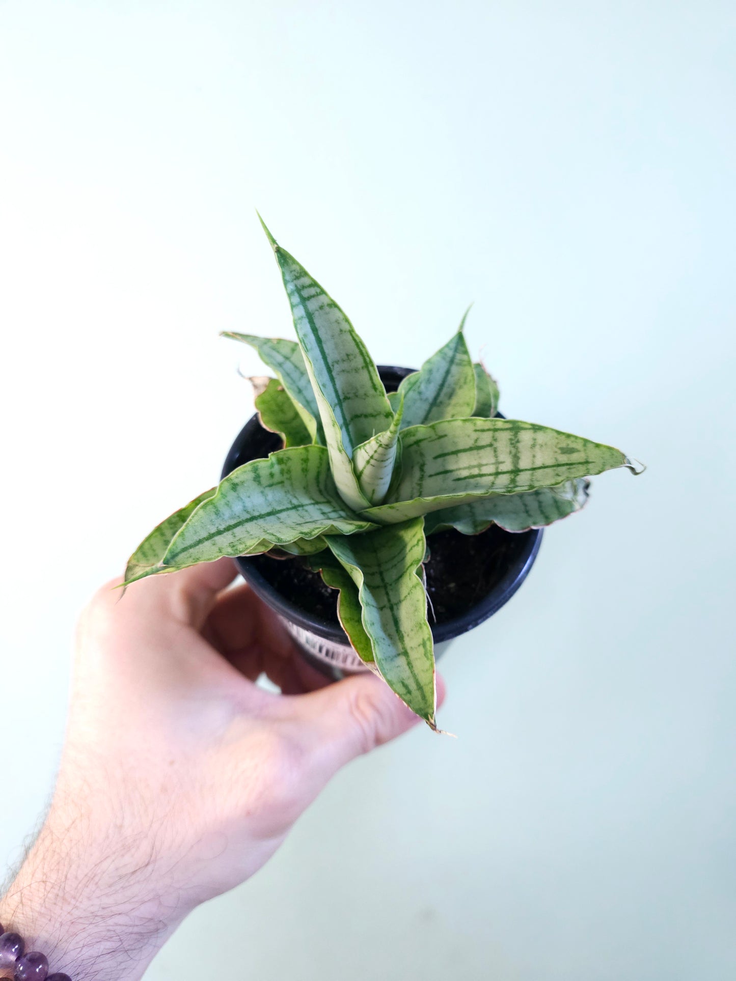Sansevieria 'Snow Lotus' 3.5"