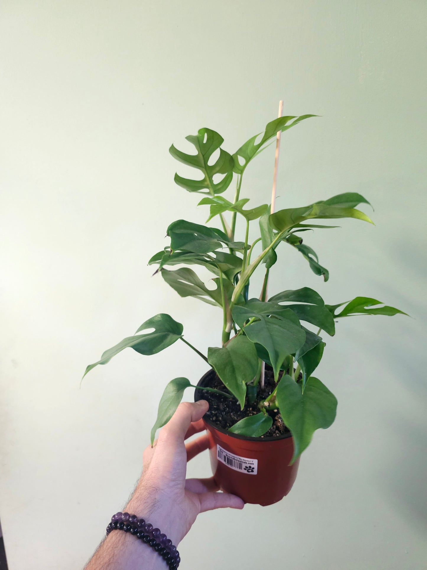 Raphidophora tetrasperma "Mini Monstera" 6"