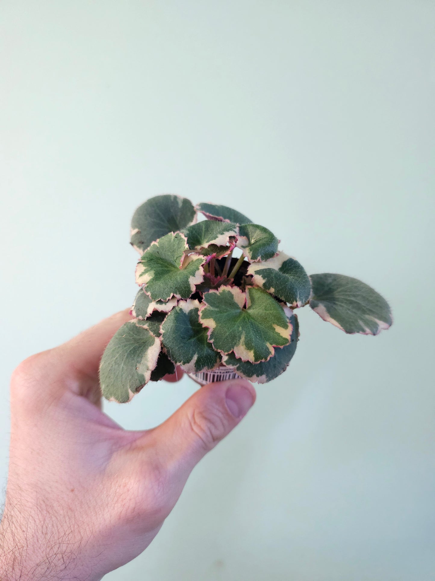 Saxifraga stolonifera Variegated "Tricolor Strawberry Begonia" 2"