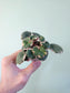 Saxifraga stolonifera Variegated "Tricolor Strawberry Begonia" 2"