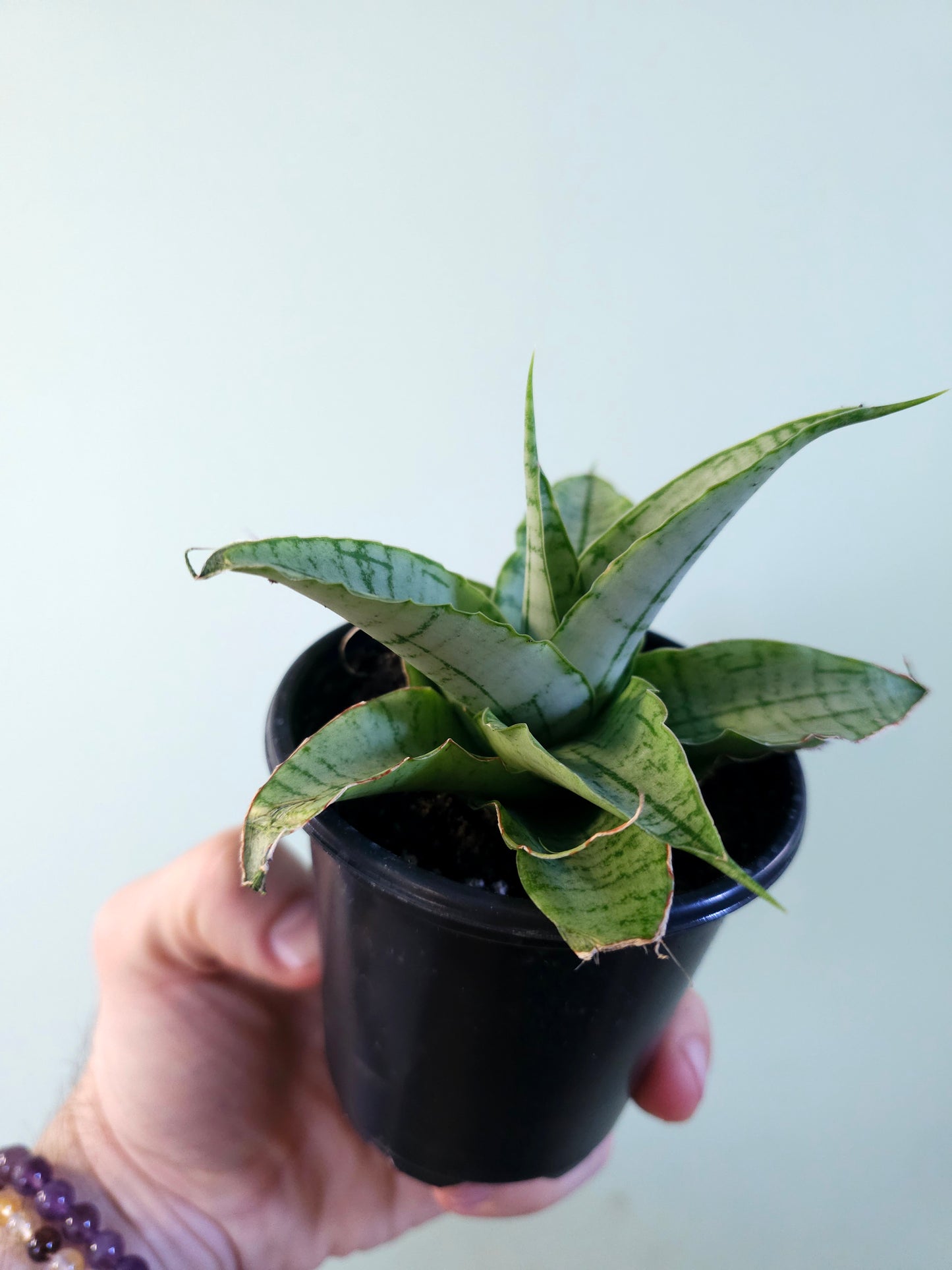 Sansevieria 'Snow Lotus' 3.5"