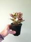 Hemigraphis alternata 'Snow White' 4"