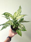 Aglaonema 'Snow White' 6"