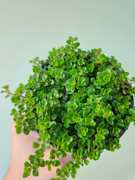 Pilea depressa 'Sao Paulo' 4"