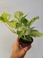 Epipremnum aureum 'Snow Queen' Pothos 4"
