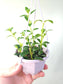 Nematanthus gregarius "Goldfish Plant" 4" HB