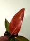 Philodendron 'Sun Red' 4"