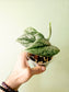 Scindapsus pictus 'Silver Queen' 4"