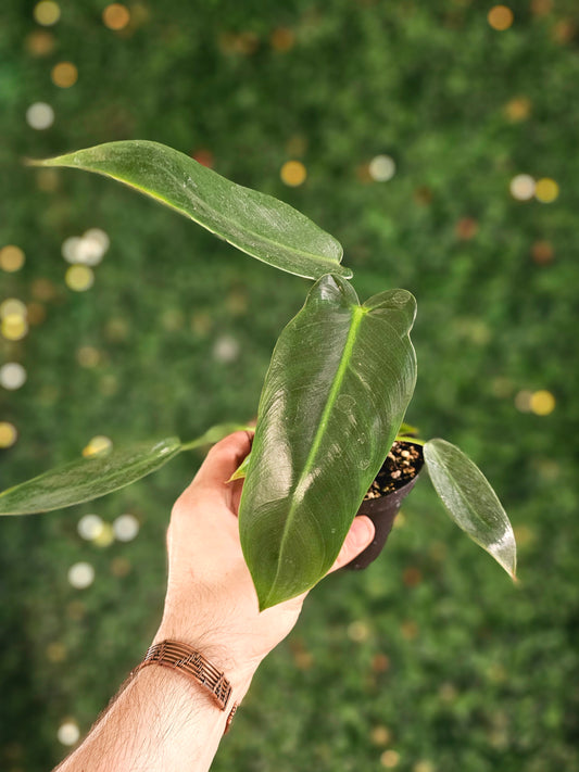 Philodendron Spiritus Sancti 4"