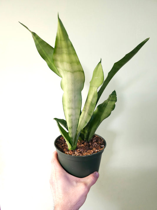Sansevieria trifasciata 'Moonshine' 6"