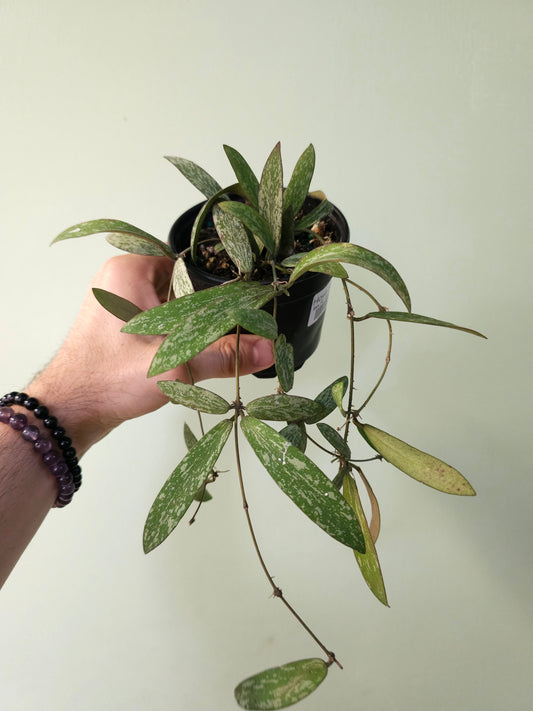 Hoya sigillatis 4"