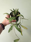 Hoya sigillatis 4"