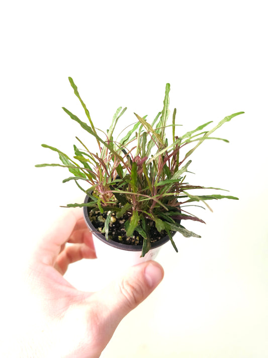 Hemigraphis repanda 'Dragon's Breath' 2.5"