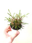 Hemigraphis repanda 'Dragon's Breath' 2.5"