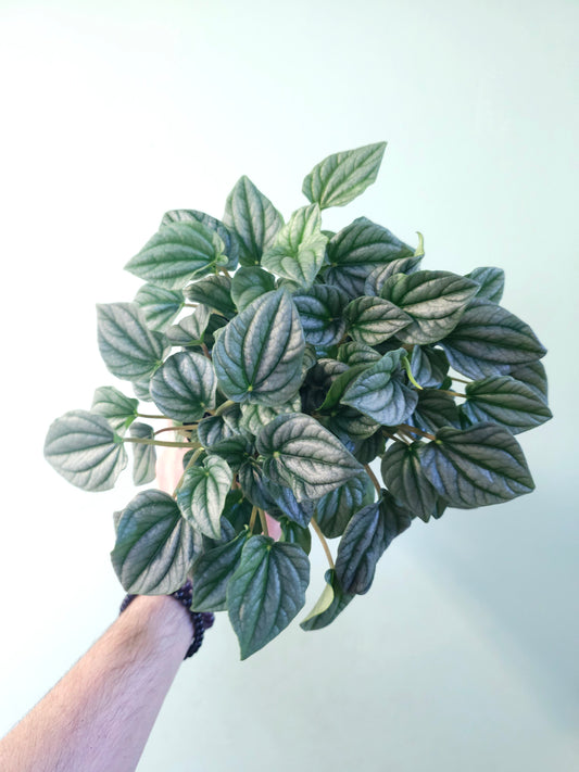 Peperomia 'Frost' 6"